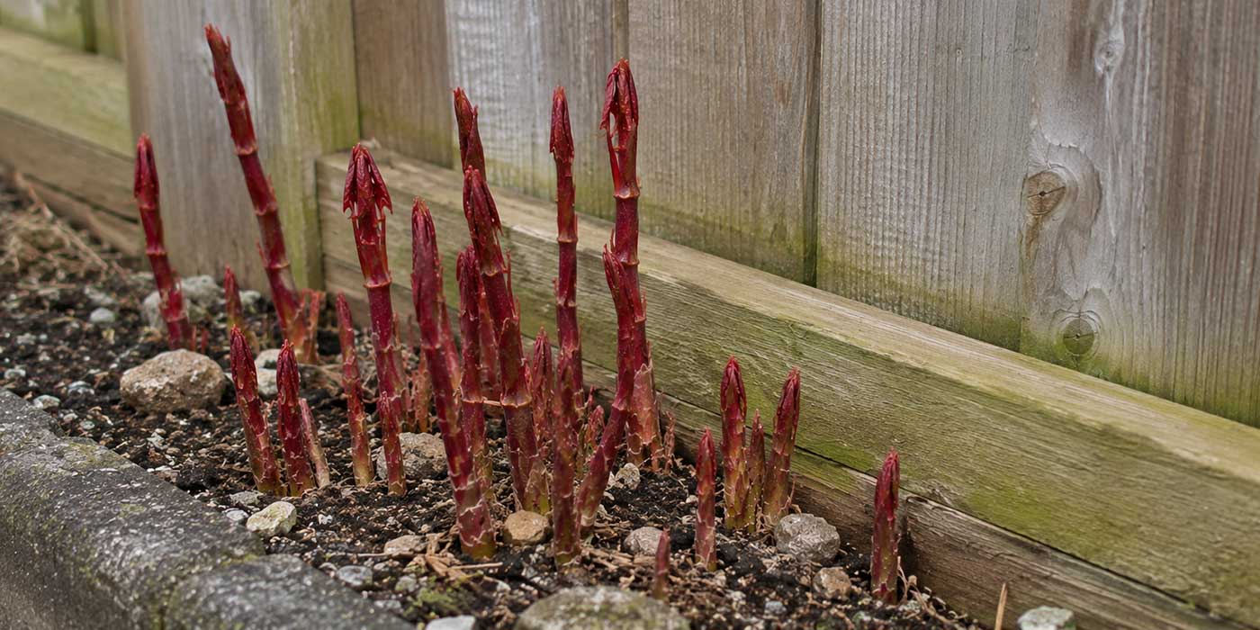 Knotweed in Spring